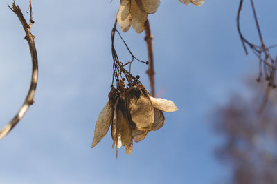 Low angle view of dry leaves on branch against sky