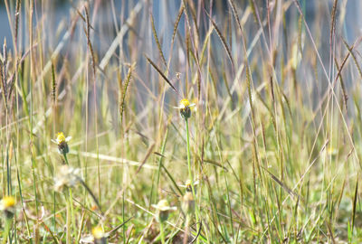 Close-up of yellow flowering plants on field