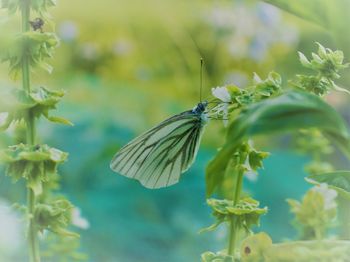 Close-up of butterfly pollinating on flower