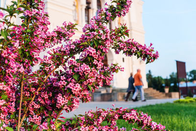 Pink flowering plants against purple wall