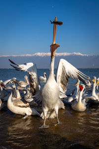 Seagulls on lake