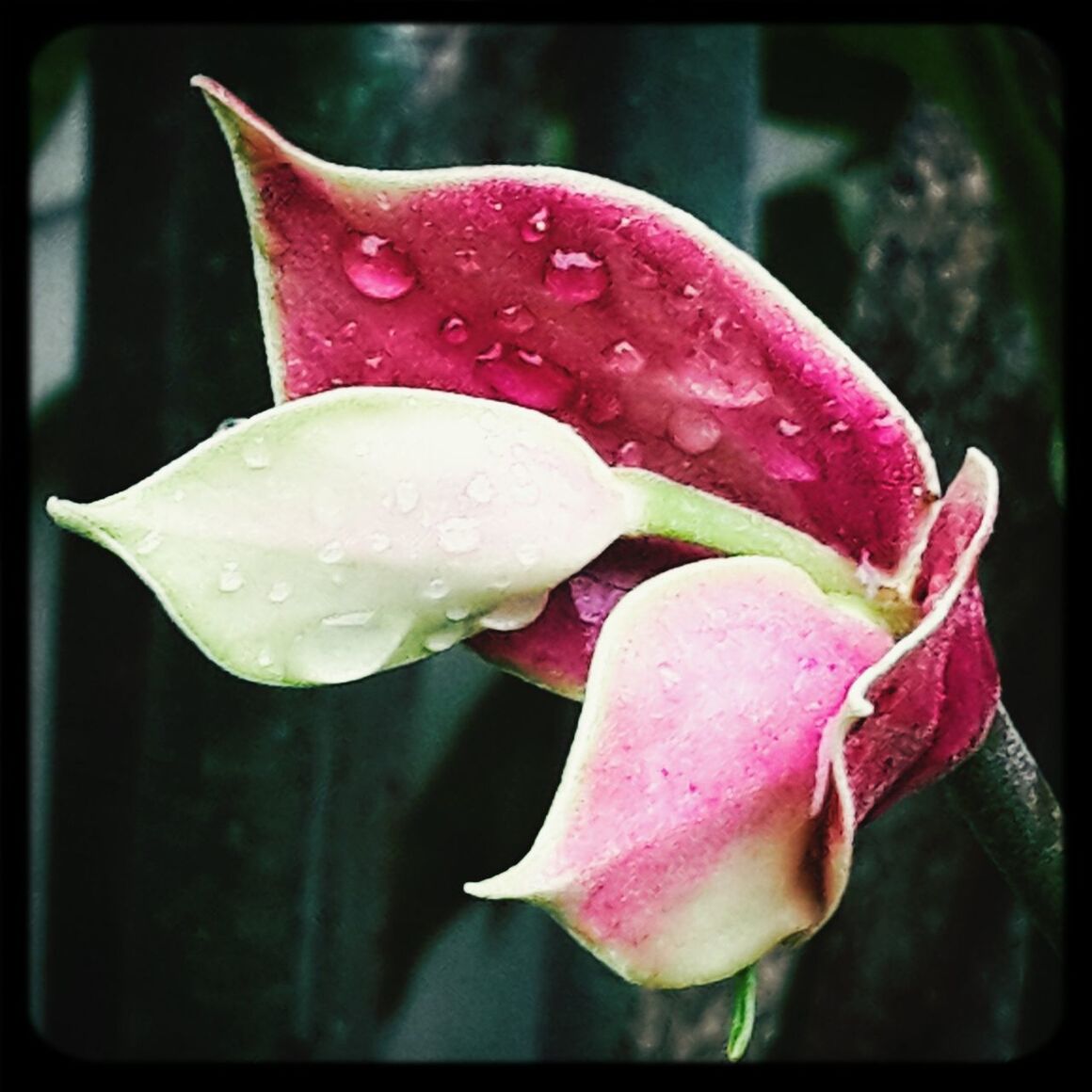 CLOSE-UP OF PINK ROSE BLOOMING IN PARK