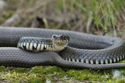 Close-up of snake