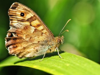 Close-up of butterfly on leaf