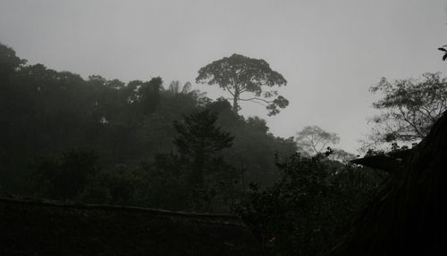 Trees against sky