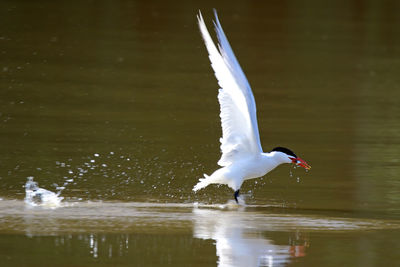 Bird flying over lake