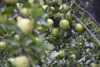 Close-up of fruits on tree