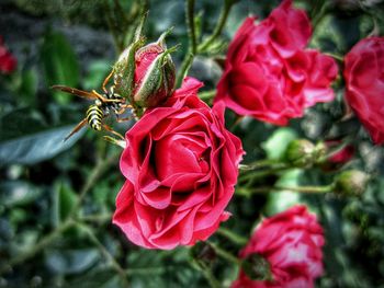 Close-up of red roses blooming outdoors