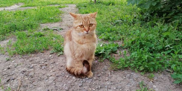 Portrait of a cat sitting on field