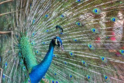 Full frame shot of peacock feathers