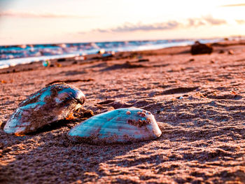 Close-up of shell on beach