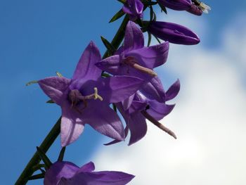 Close-up of purple bougainvillea blooming against sky