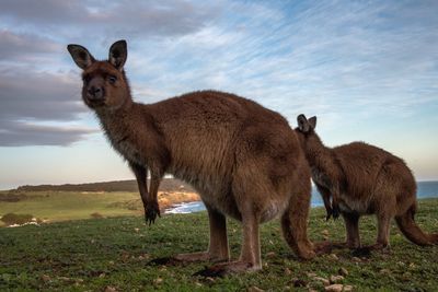 Portrait of kangaroo on field