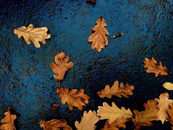 High angle view of maple leaves floating on water