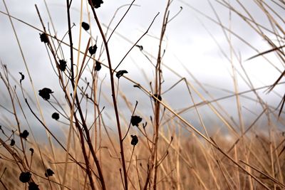 Low angle view of plant against cloudy sky