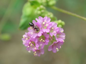 Close-up of bee on flower