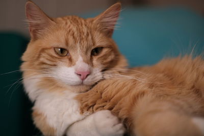 Close-up portrait of a cat