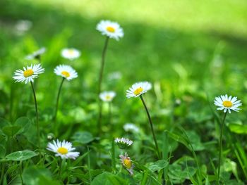 Close-up of fresh cosmos flowers blooming in field