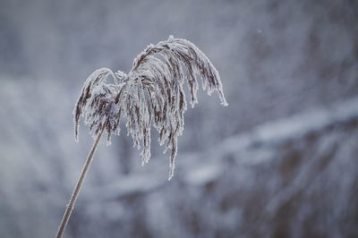 Close-up of frozen plant