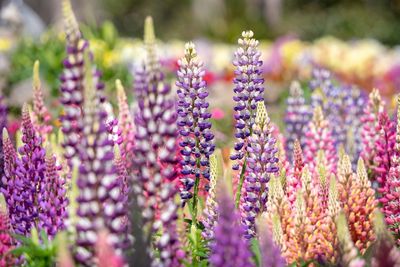 Close-up of purple flowering plants on field