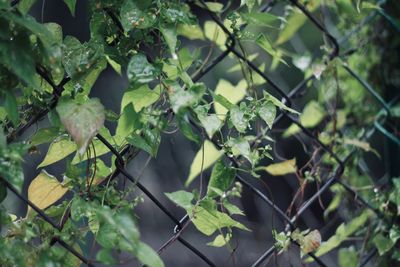 Close-up of fresh green leaves on plant