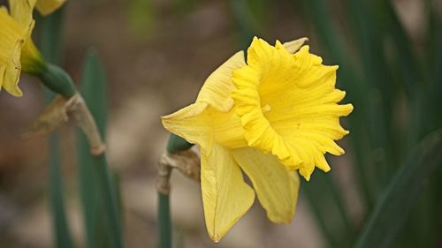 Close-up of yellow rose flower