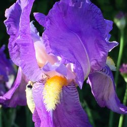 Close-up of purple flowers blooming outdoors