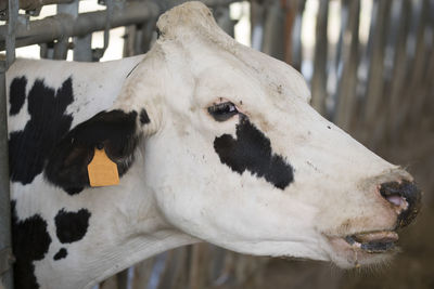 Close-up of cow