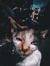 A local cat with beautiful eyes, blue right eye and gold left eye .