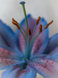 Close-up of pink flower