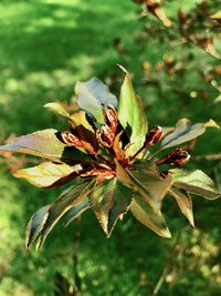 Close-up of green leaves on plant