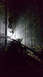 Trees against sky at night