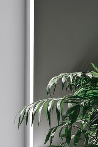 Close-up of potted plant against wall at home