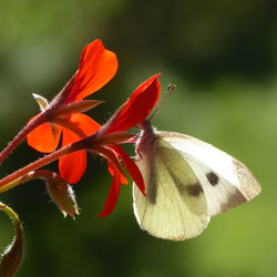 Close-up of butterfly on red flowering plant