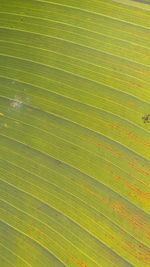 Full frame shot of palm leaves