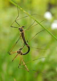 Close-up of insect