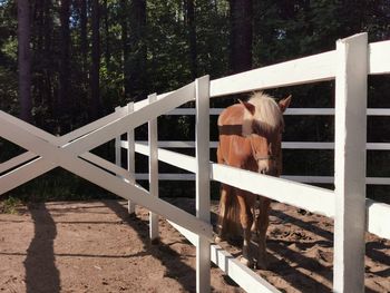 View of an animal by fence against sky