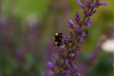 Close-up of bee pollinating on lavender