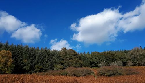 Panoramic view of trees and plants against sky