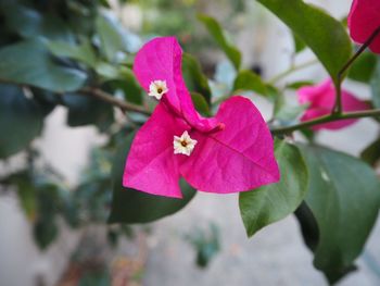 Close-up of pink bougainvillea blooming outdoors