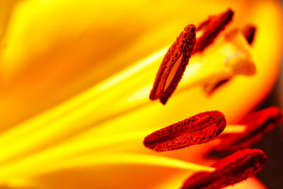 Close-up of yellow flowering plant