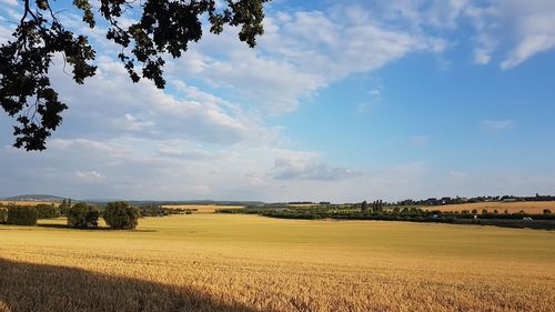 Scenic view of agricultural field against sky