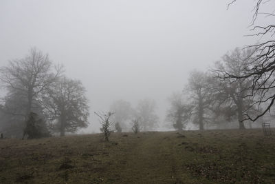 Trees on field against sky