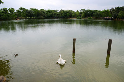 Swans swimming on lake against sky