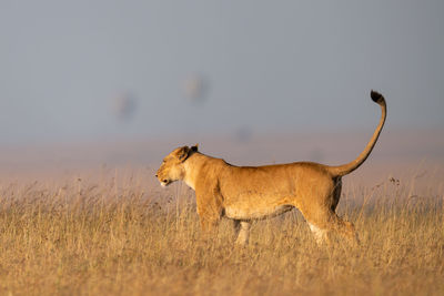 Side view of lioness standing on grassy field