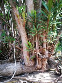 Plants growing on tree