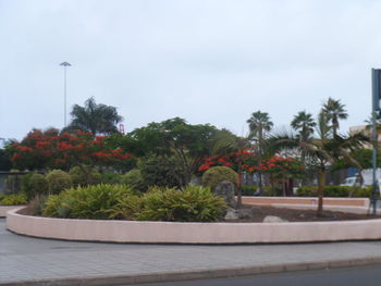 Plants growing on a tree