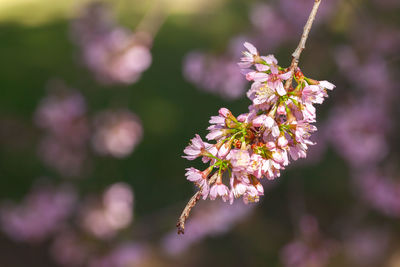 Close-up of pink cherry blossoms