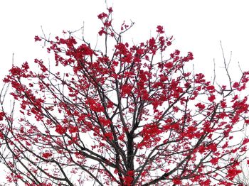 Low angle view of flower tree