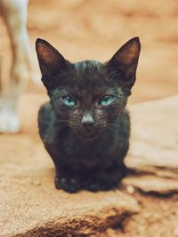 Close-up portrait of black cat sitting on ground